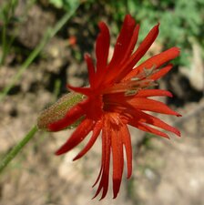 Silene laciniata flower